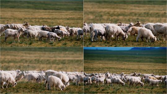 【合集】草原山羊羊群放牧视频素材模板下载