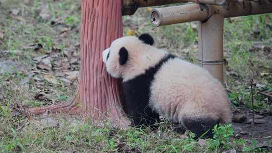 国宝大熊猫母子幼崽