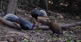 两只雄性和一只雌性在森林里一起觅食，Ka高清在线视频素材下载