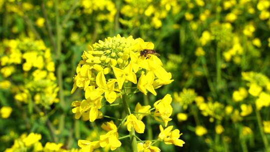 油菜花 蜜蜂采蜜