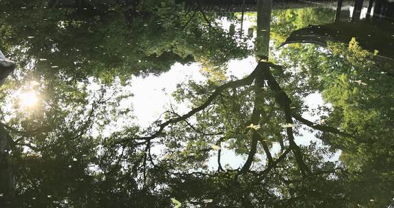 阳光绿植太湖石园林庭院水景沉浸式氛围