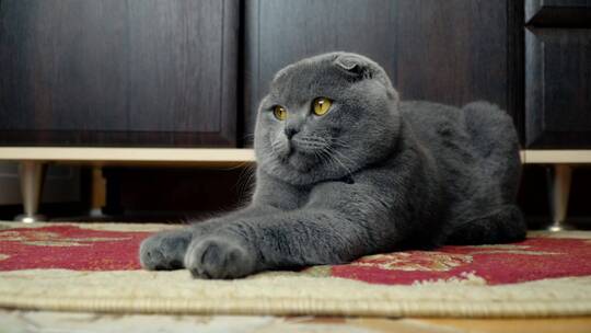 躺在地毯上的灰猫
