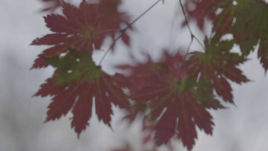 秋天枫叶红叶LOG视频素材