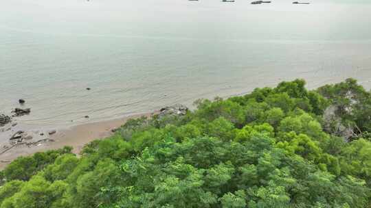 海岸松树林沙滩大海边树林航拍海岸线森林