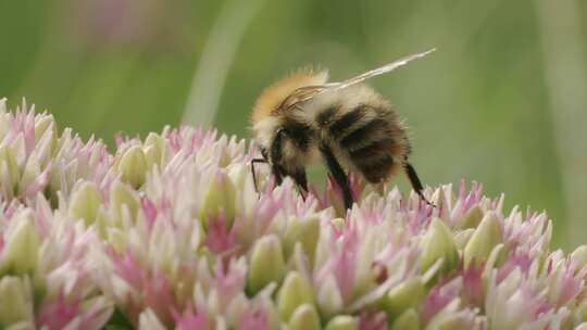 Carder Bee，昆虫，授粉，石杉