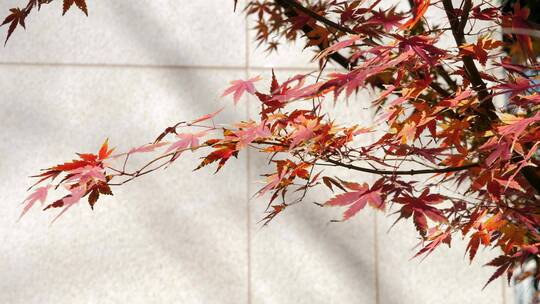 阳光下风中舞动的红枫枝叶视频素材模板下载