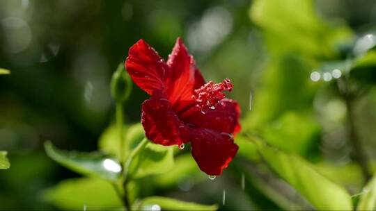 雨下的红芙蓉花