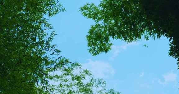 天空下的竹子自然空镜