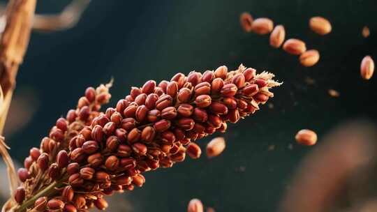 酒红高粱农业高粱粮食丰收酿酒酒白酒高粱地