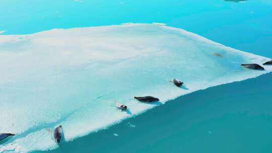 慵懒的海豹冰块上晒太阳视频素材模板下载