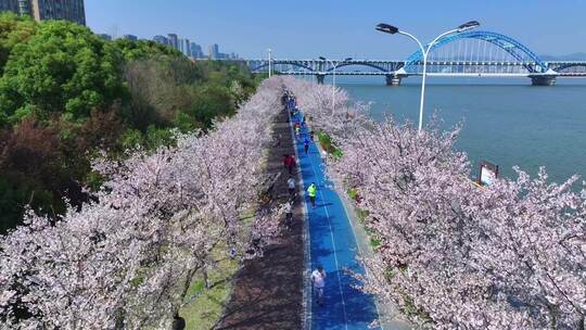 滨江樱花大道