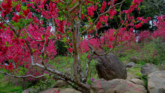 桃花林 树林 春暖花开 桃花坞 桃花园