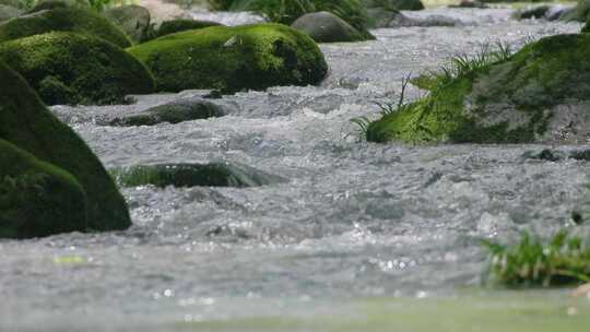 幽谷时光：静谧溪谷中的流水青苔画卷