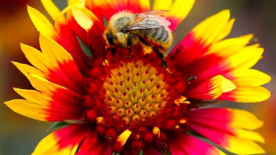 3633_蜜蜂在一朵红花上视频素材模板下载