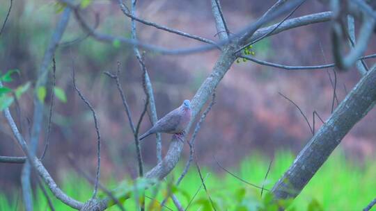 南方乡村苦楝树上的珠颈斑鸠