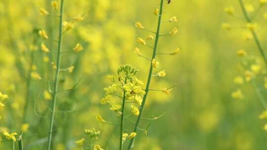 4K拍摄蜜蜂在油菜花海间采蜜特写