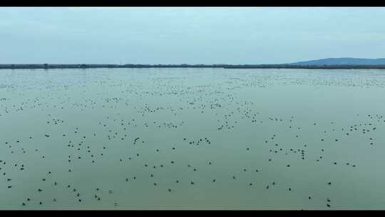 岳阳东洞庭湖保护区候鸟迁徙视频素材模板下载
