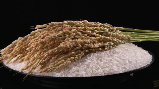 水稻大米视频素材模板下载