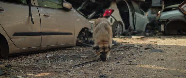 狗、购物车、报废汽车停车场、流浪狗