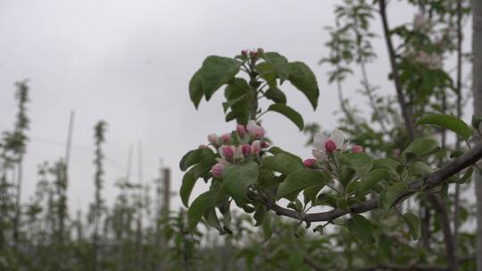 苹果花 苹果树开花