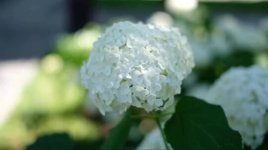 花园里盛开的白色绣球花