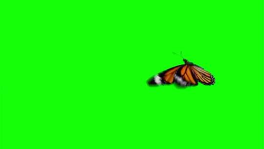 蝴蝶飞舞视频素材模板下载
