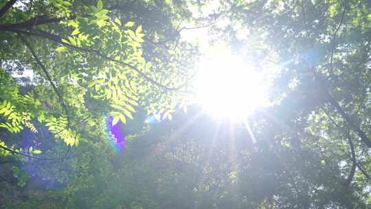 夏天阳光透过树叶视频素材模板下载
