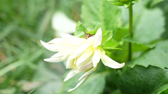 洋菊大丽花藏彩菊