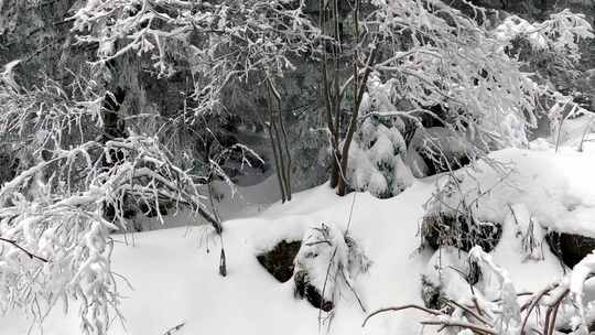 冬天森林里的雪