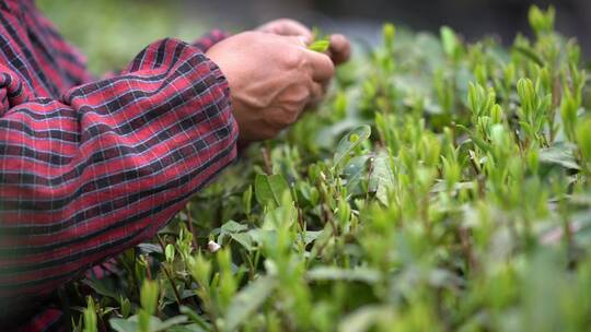 手工采摘鲜茶茶山茶山美景茶场