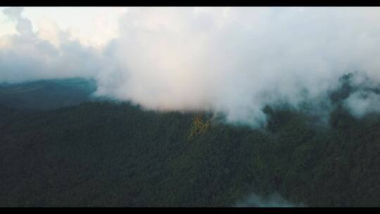 航拍森林上方的云雾