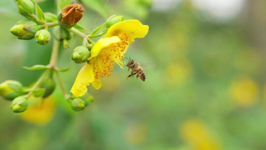 采蜜的蜜蜂慢镜头特写