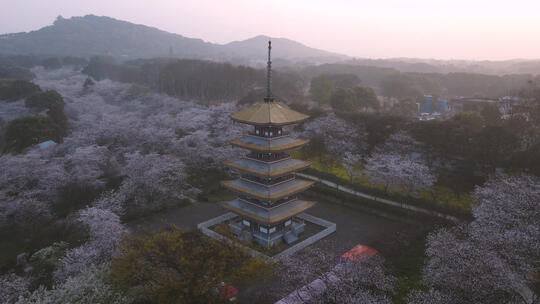 航拍武汉春天樱花季东湖樱花与日式五重塔