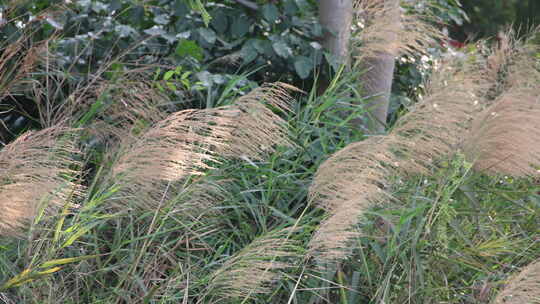 芦苇 狗尾巴草 阳光 空镜 实拍