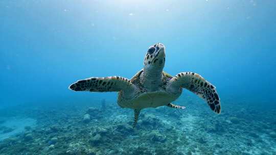 海龟，海洋，海洋生物，水下