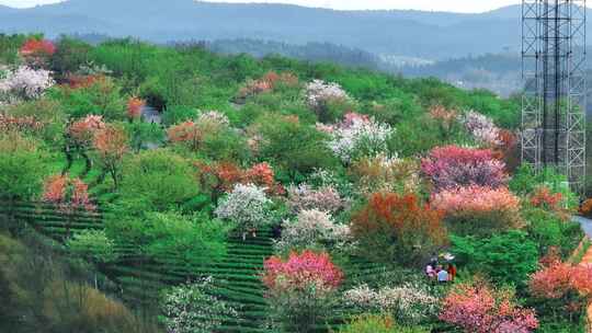 湖南郴州高椅岭樱花园