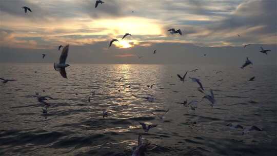 日落时分的海鸥群