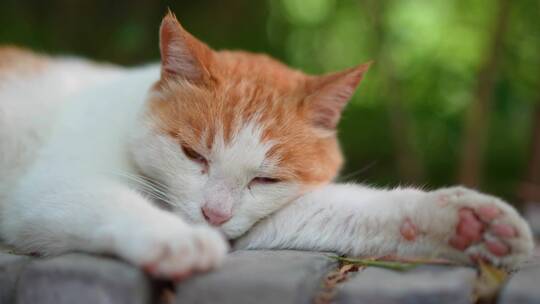 橘猫躺在窗台上休息