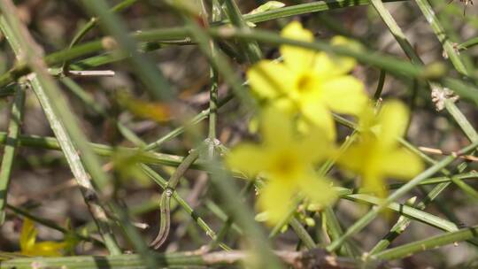 【镜头合集】特写迎春花连翘报春花黄色