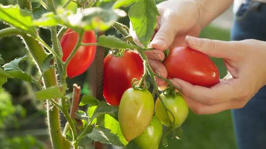 采摘成熟的小番茄