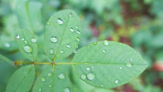 雨天叶子上的露水微距水滴4k超清