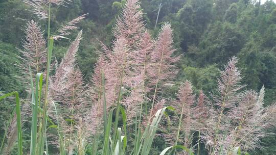 风景山村阳光下的美丽芦苇