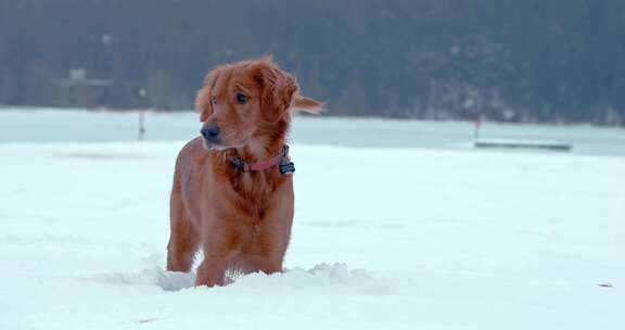 狗，金毛猎犬，玩耍，雪
