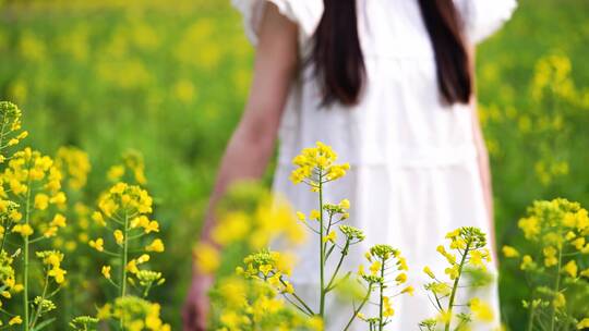 油菜花田白裙美少女孩走过手抚摸花朵慢镜头