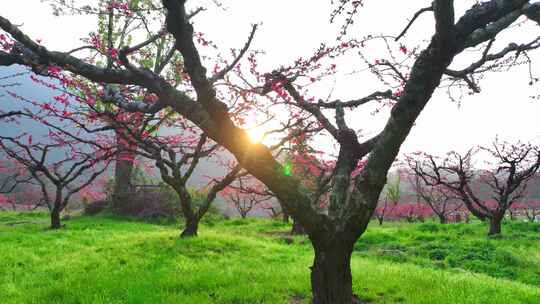 桃花树桃花林桃花山