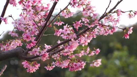 桃花特写桃树树枝花朵