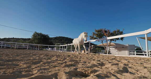 一匹美丽的白马在牧场的沙滩上奔跑的慢动作