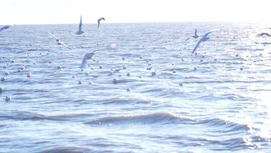 海鸥 海边 海平线 群鸟