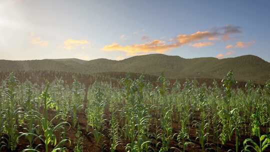 农业玉米生长