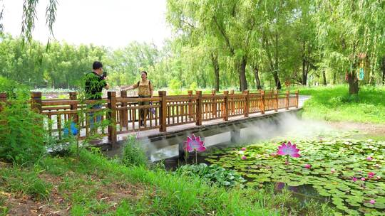 睡莲 水生植物 莲花 水莲 水莲花视频素材模板下载